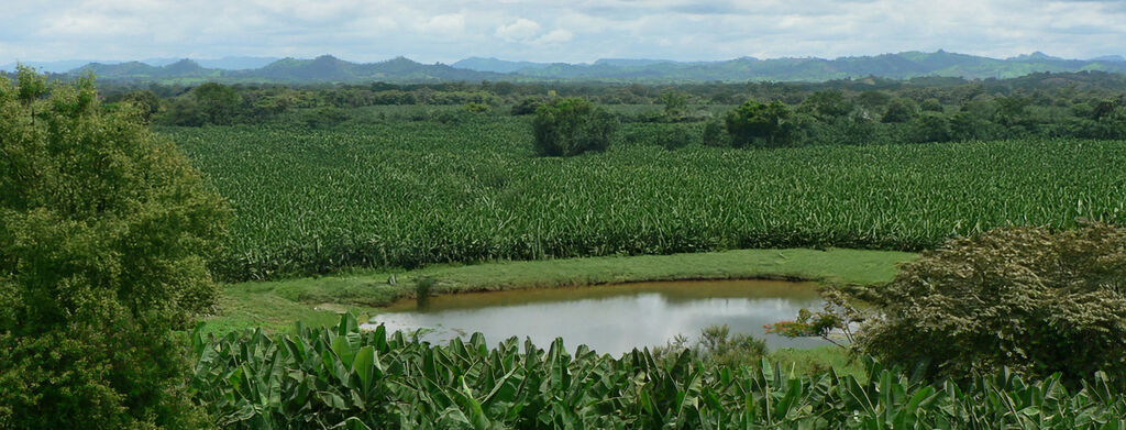 Landscape with Dole banana plantation