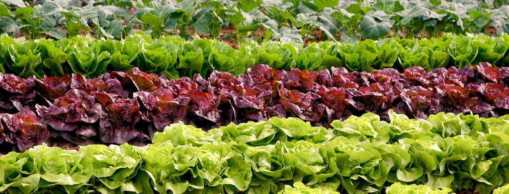 Dole About Us banner - image of lettuce