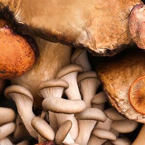 1A-Fungi_Fever-1338x460