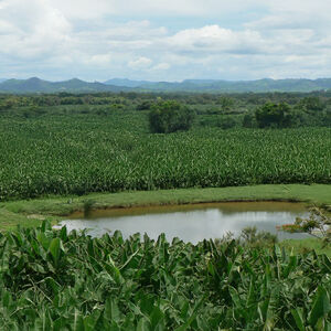 Landscape with Dole banana plantation
