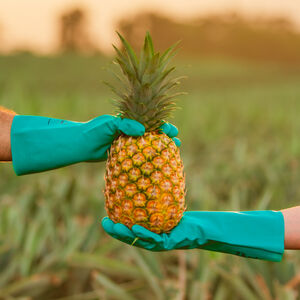 Golden selection pineapple in a field
