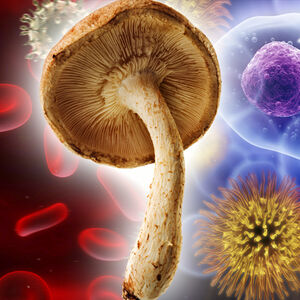 2B_marvelous-mushrooms_1338x460