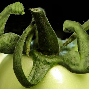 2C_DNN_green-power1338x460