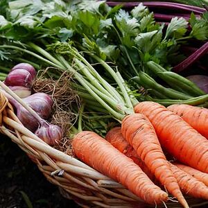 Fall for Phenology- web