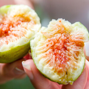 Give_a_fig_about_health-1338x460