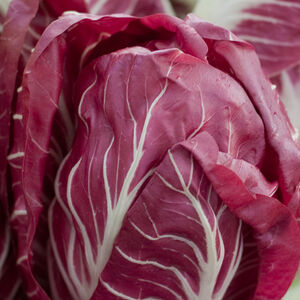 Radical_radicchio-1338x460