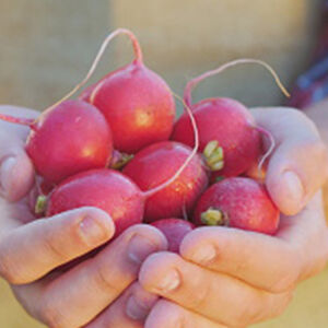 Radishes_and_Reproductive_Health-1b