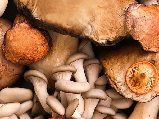 1A-Fungi_Fever-1338x460