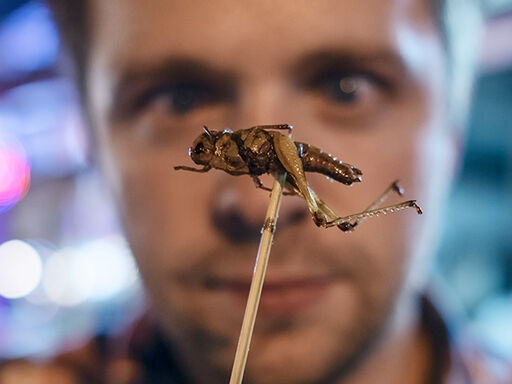 1B-Insects_for_Everyone-1338x460