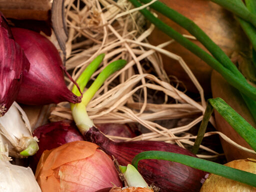 Onion_Round-Up-1338x460-1b