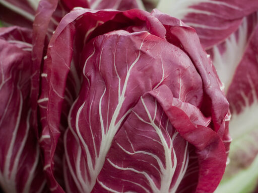Radical_radicchio-1338x460