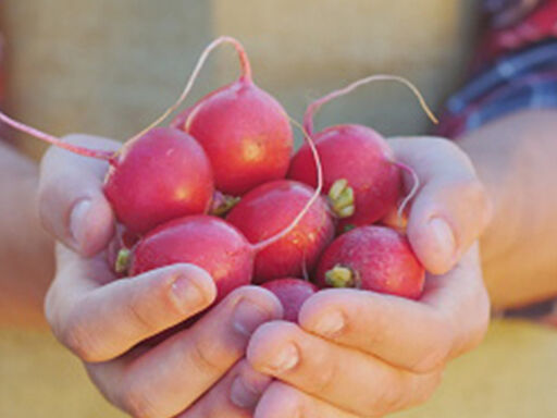 Radishes_and_Reproductive_Health-1b