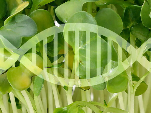 The_wonders_of_watercress-1338x460