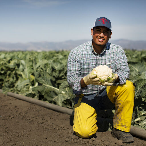 A man in a farm holding a cauliflower in his hand