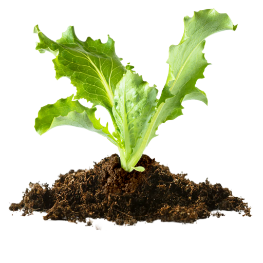 Photo of sprouting lettuce in soil